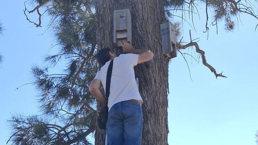 t per a protegir les rates penades passa per les femelles reproductores