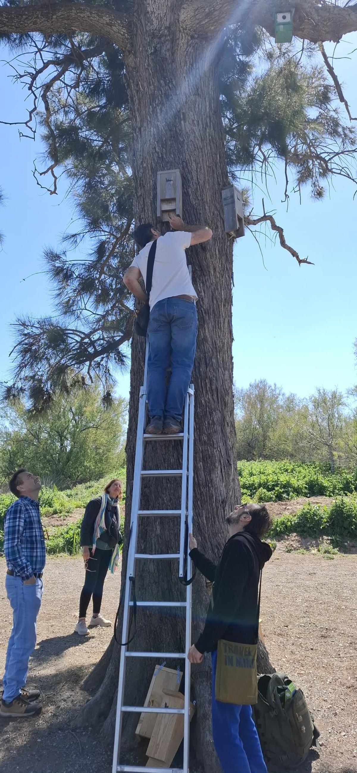 Un voluntario colocando un refugio en un árbol.