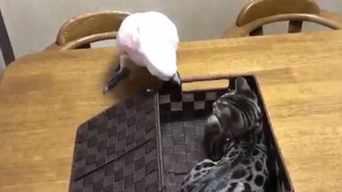 Una cacatúa abre una caja y se encuentra a un gato dentro