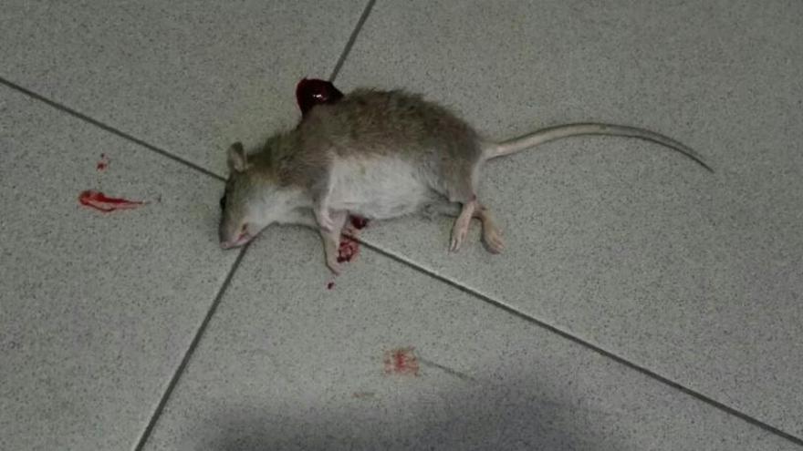 Una de les rates apareguda a la comissaria de l&#039;Escala