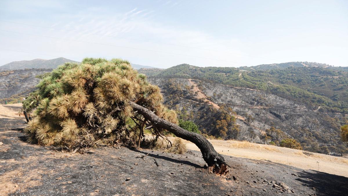 Tercera jornada de trabajos de extinción del incendio en Sierra Bermeja.
