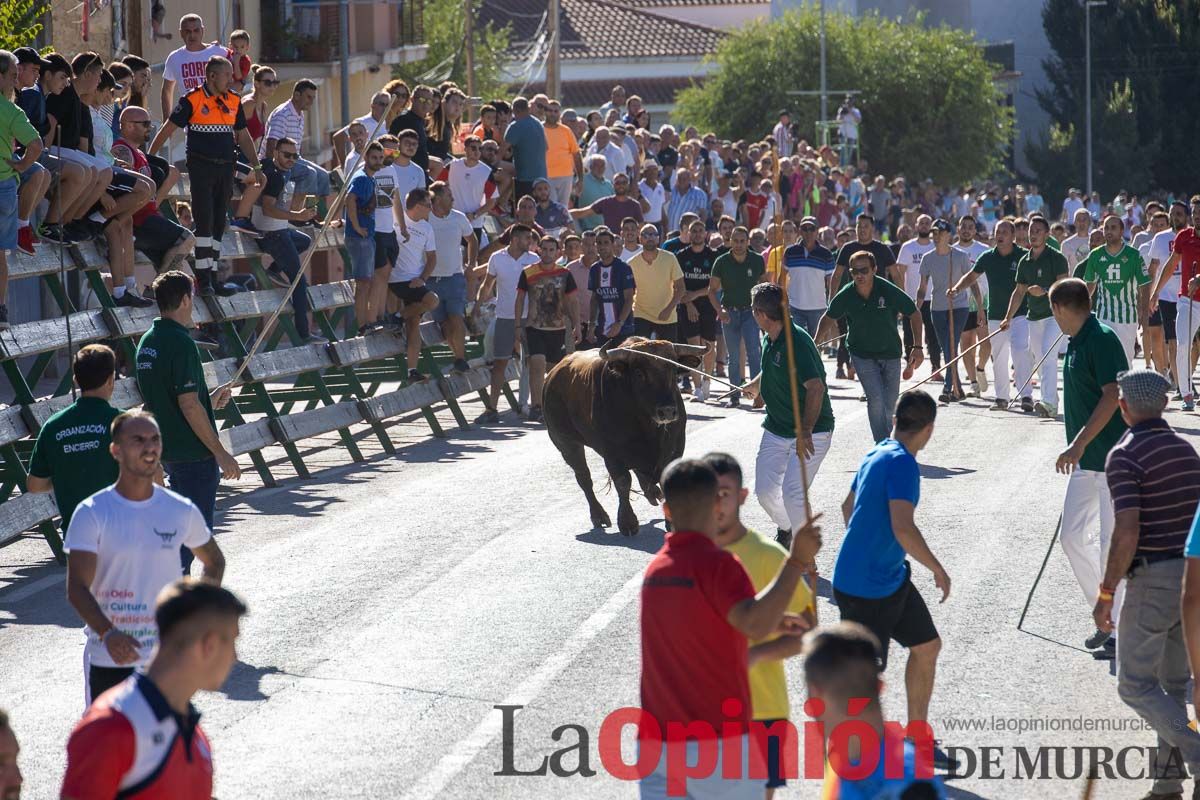 Quinto encierro de la Feria del Arroz de Calasparra