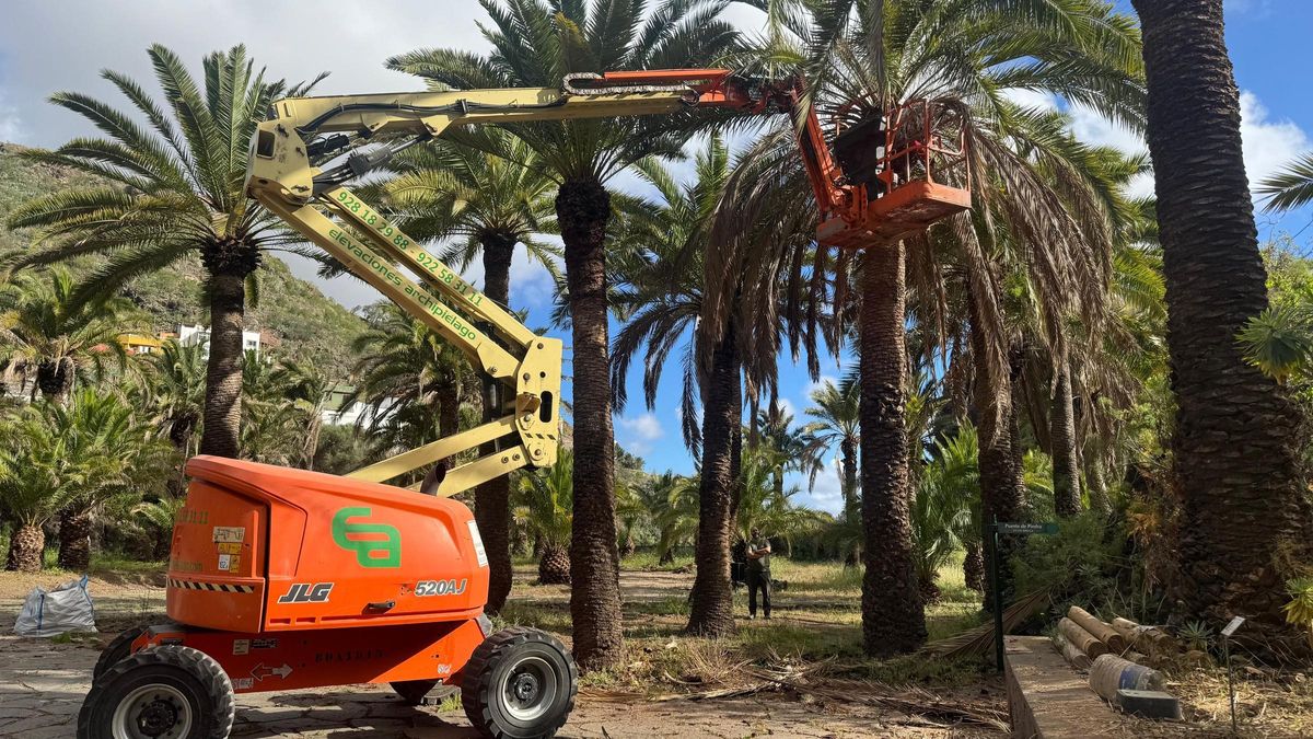 Tareas de poda y saneamiento de uno de los ejemplares del palmeral canario.