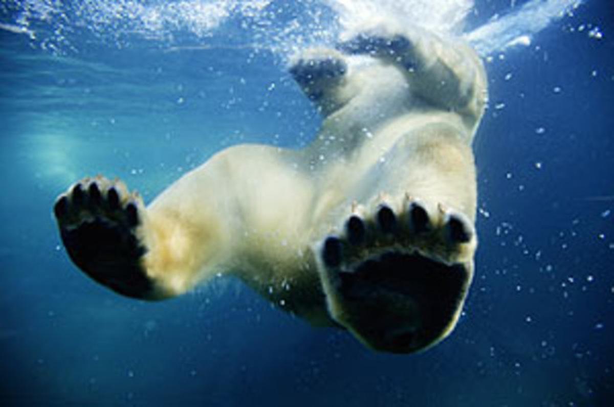 Un ós polar neda en aigües de l’Àrtic, en una imatge del documental ’Tierra’. Un ós polar neda en aigües de l’Àrtic, en una imatge del documental ’Tierra’.