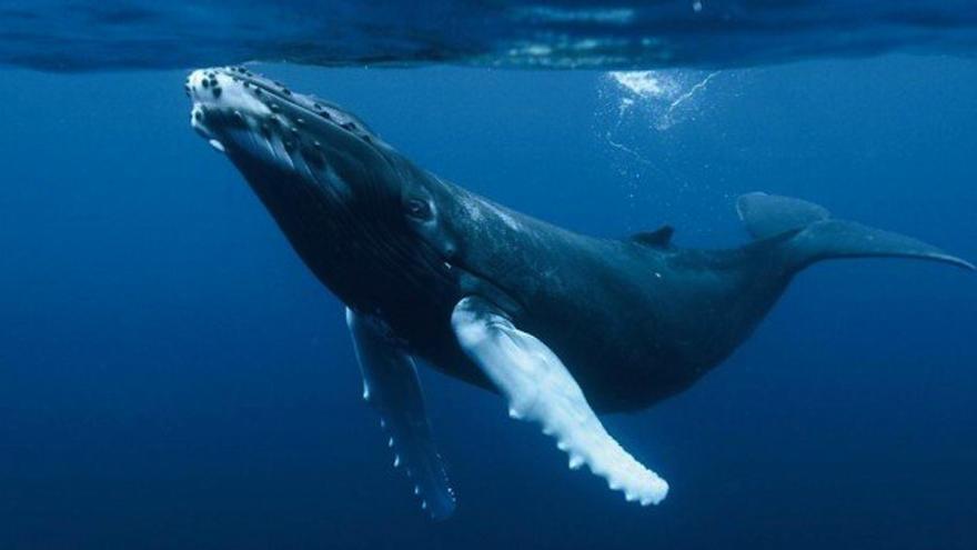 Espectacular avistamiento de una ballena azul en Canarias