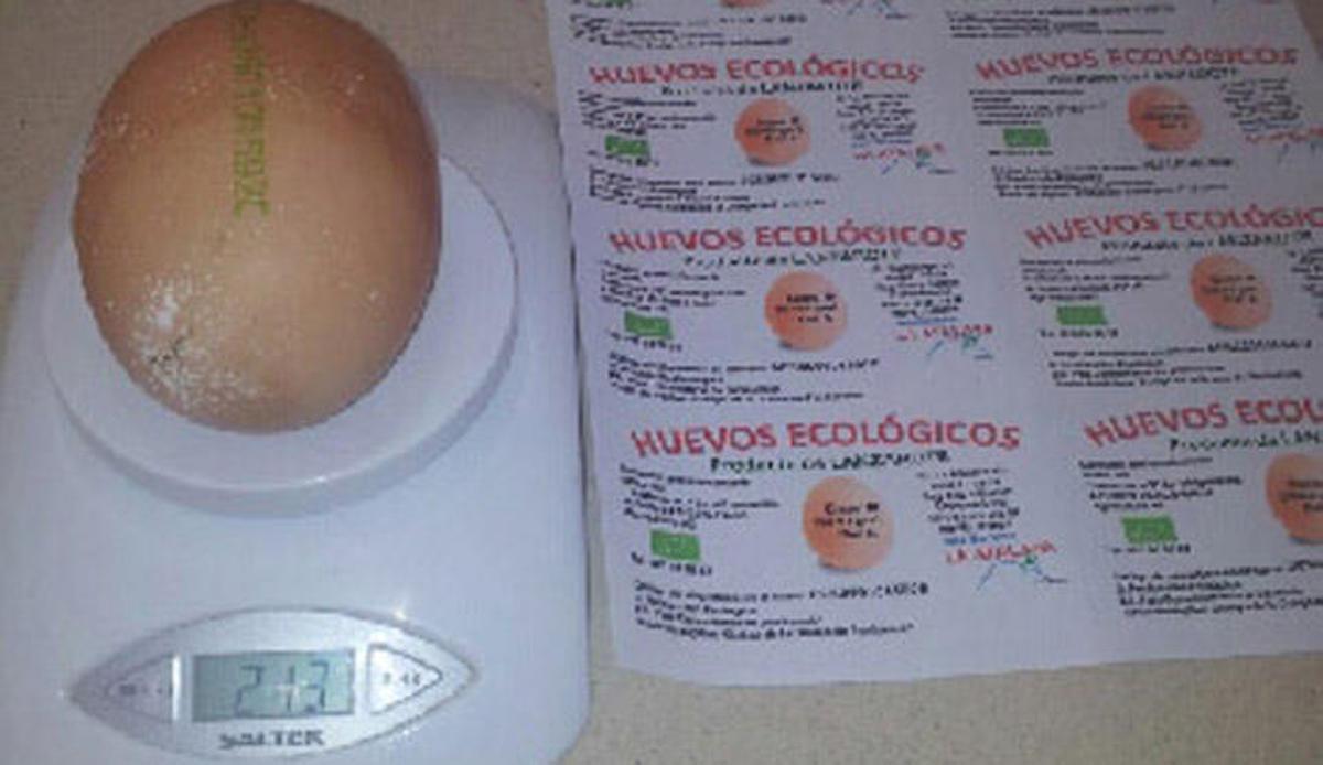 Una gallina con un huevo de récord