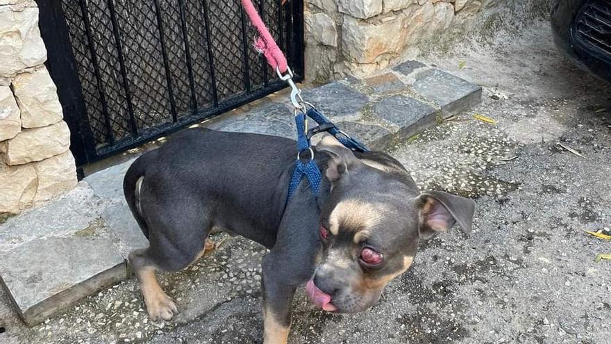 Uno de los perros abandonados en la puerta de la casa de la presidenta de la Protectora