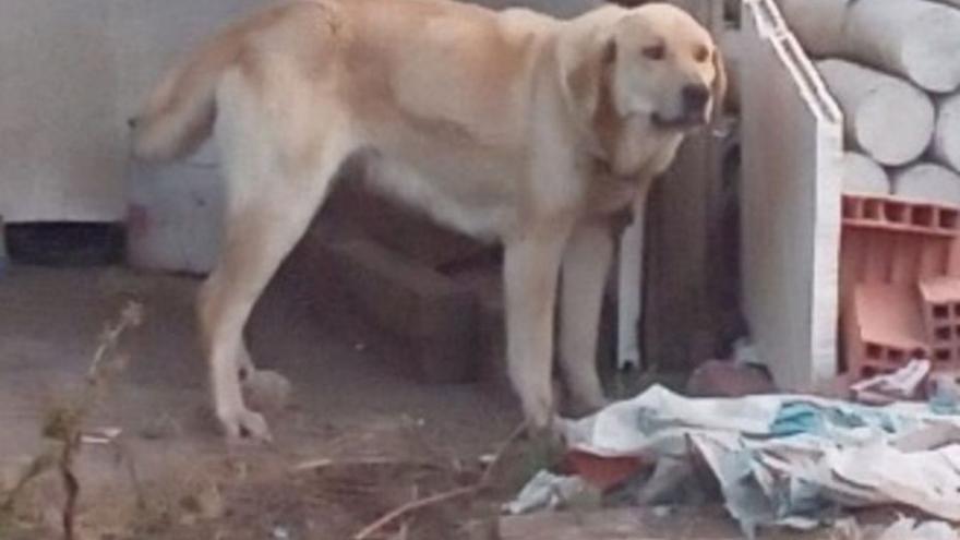 Matan de un disparo a una perra de caza en un pueblo de Zamora y la tiran a una zanja dentro de un saco