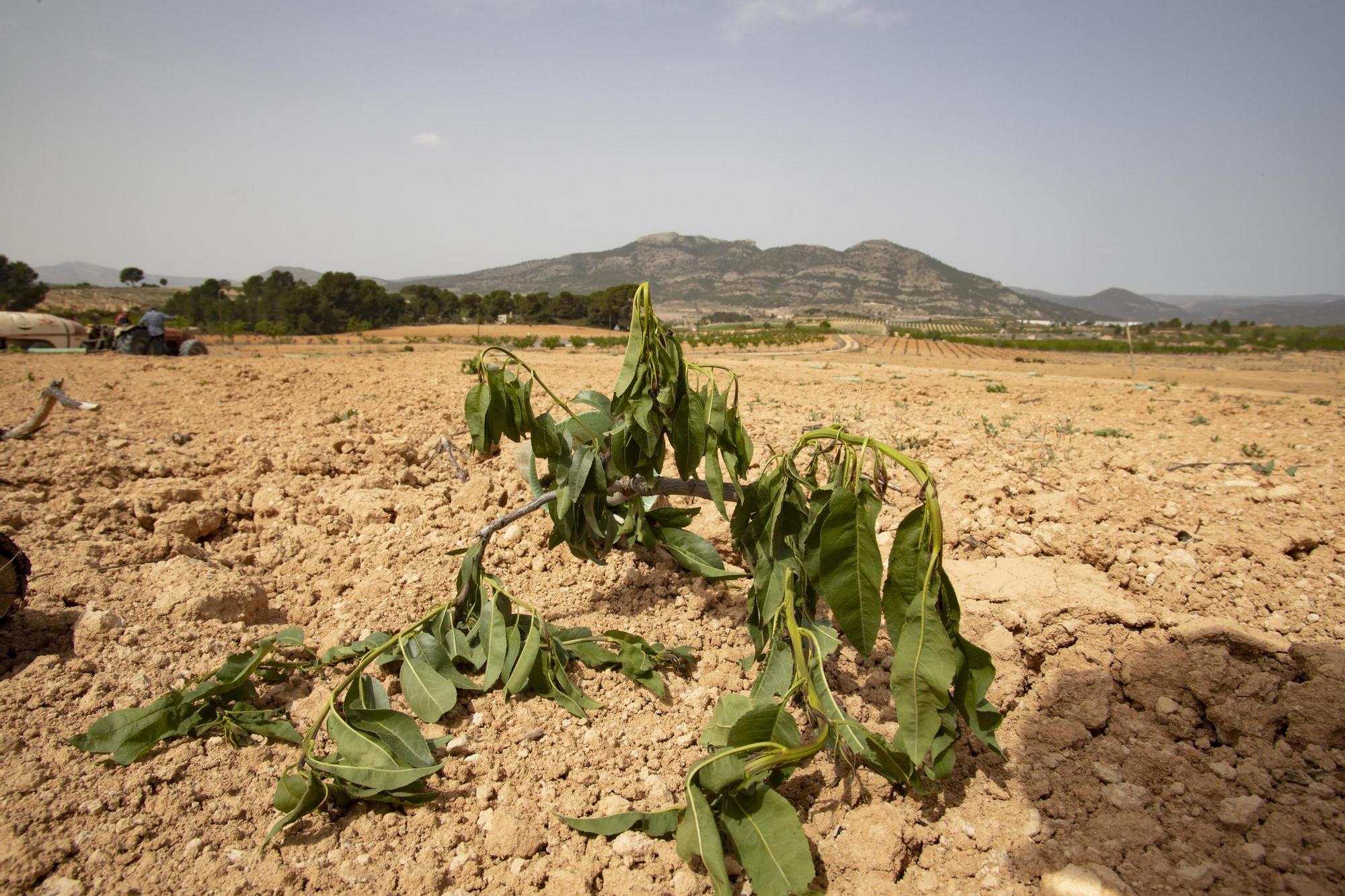 Cortan 280 plantones de almendros en un campo de la Font de la Figuera