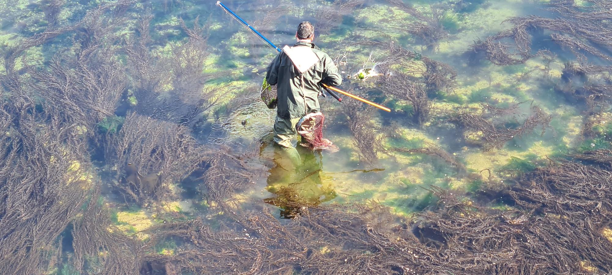 La pesca artesanal del chopo subsiste bajo el puente de A Toxa