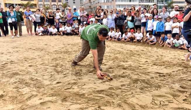 Suelta de tortugas boba en Las Canteras