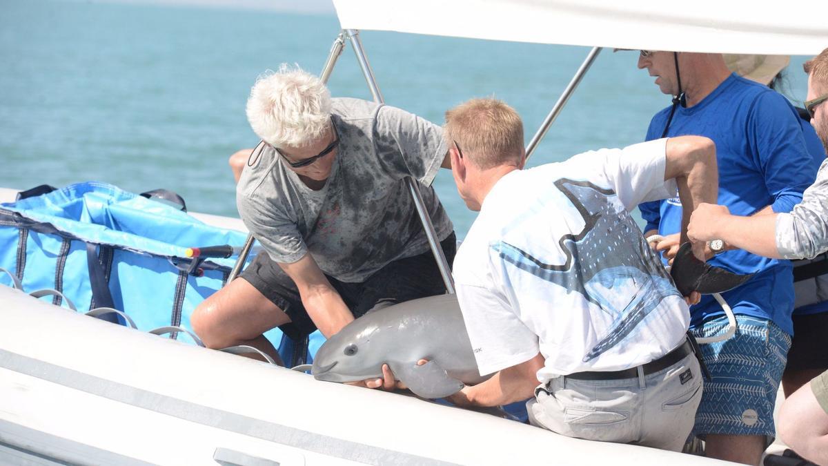 Vaquita marina rescatada en 2017 en el golfo de California.