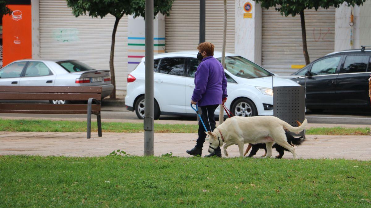 Quart reparte los vales gratuitos para hacer la prueba de ADN a los perros  - Levante-EMV