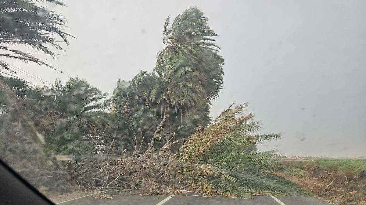 Las impresionantes imágenes de los reventones cálidos de ayer en la provincia de Alicante: rachas de 107 km/h y caída de árboles