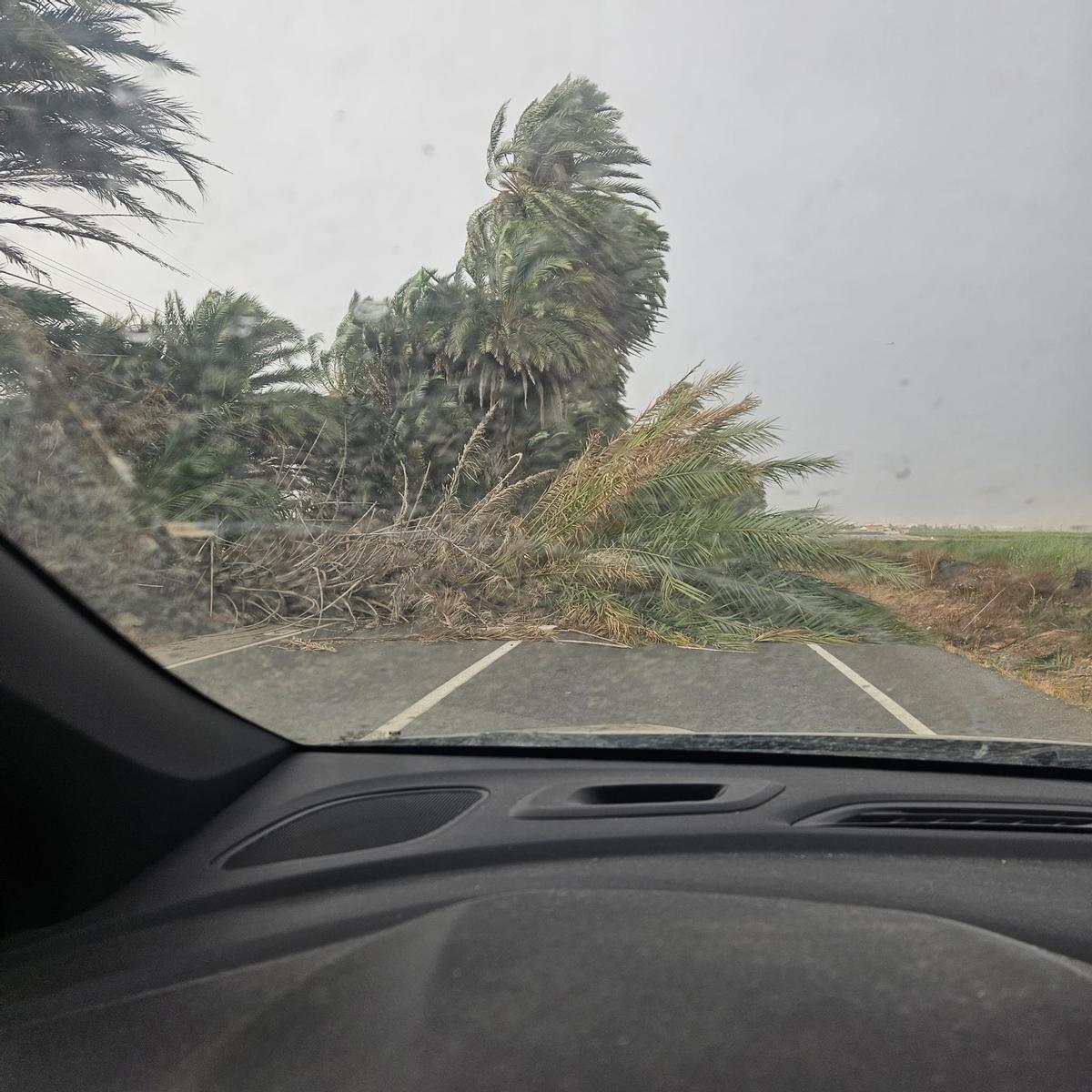 Otro reventón ha tirado varias palmeras en Los Montesinos
