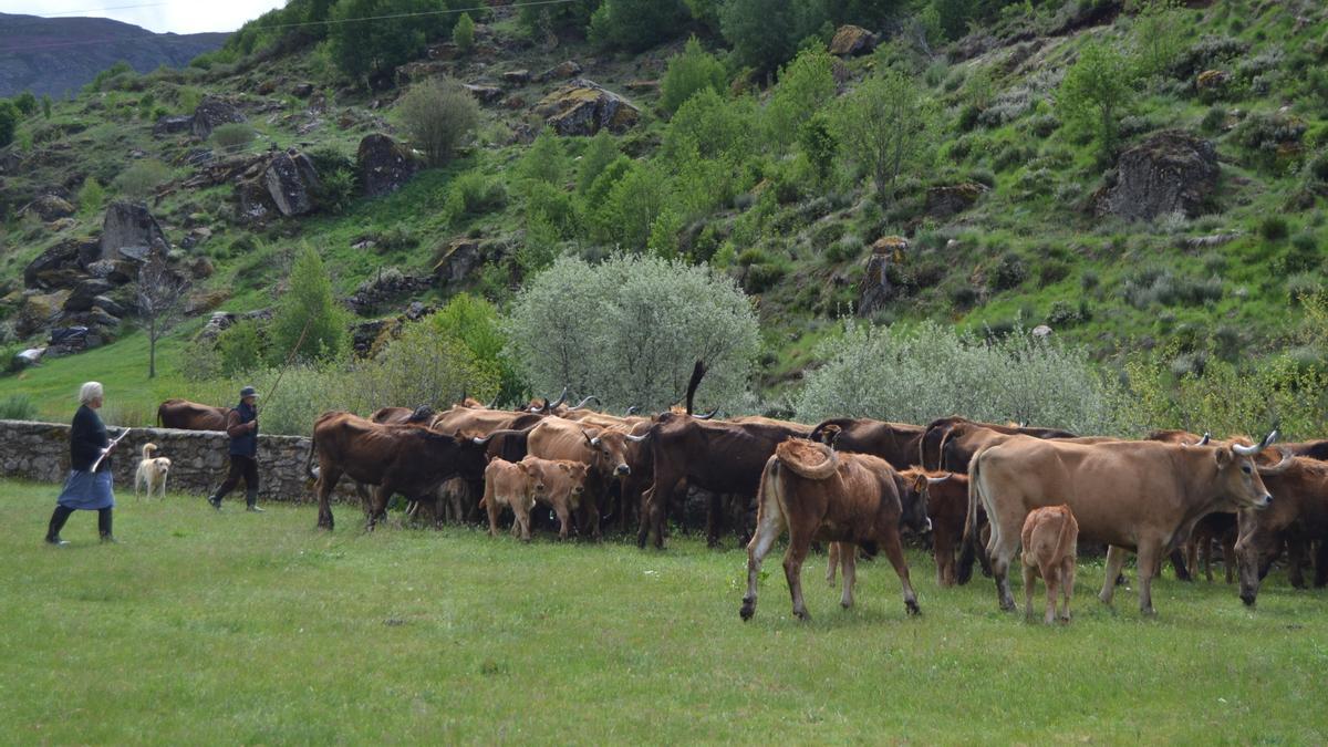 Ganaderos de Porto manejan el ganado en el ferial de la villa.