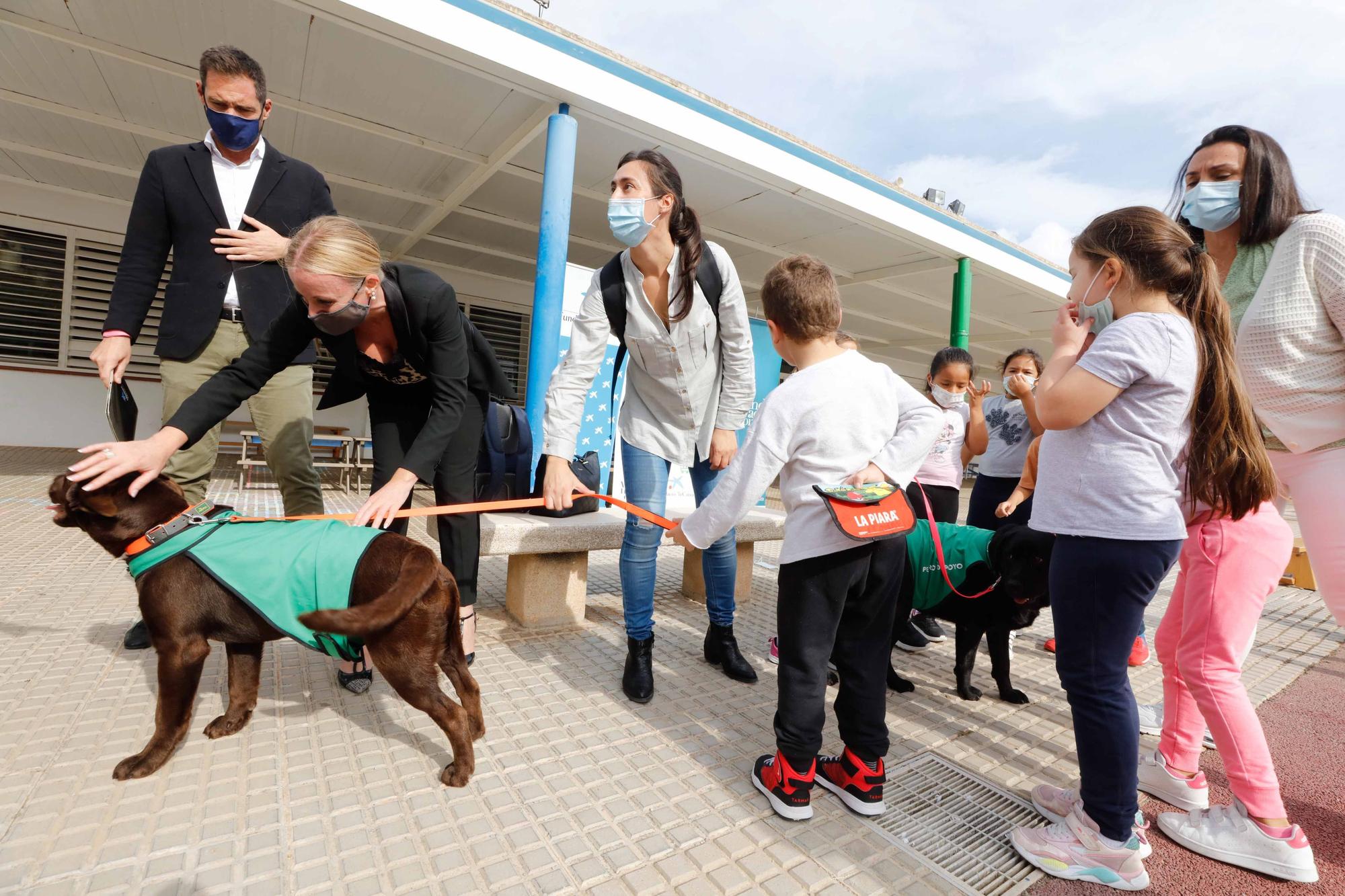 Nica, una nueva terapeuta de cuatro patas para los colegios de Ibiza y Formentera