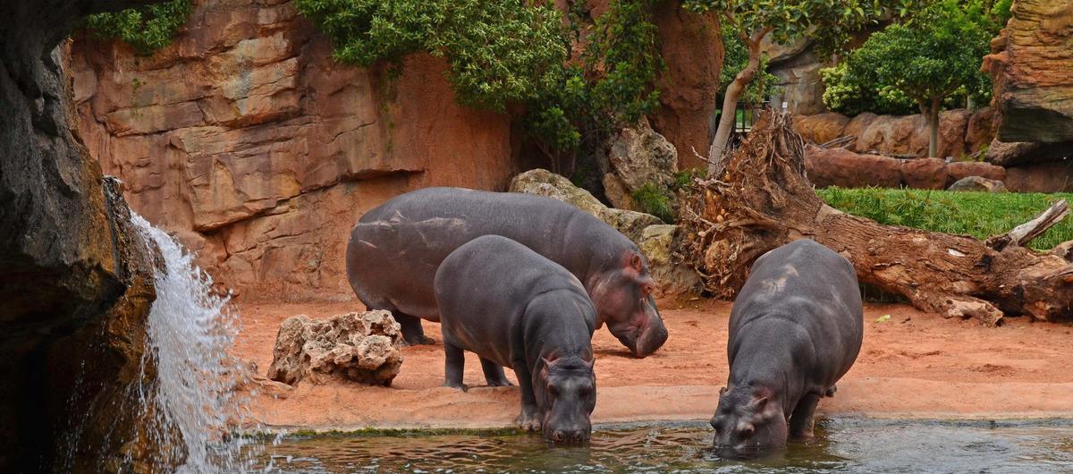 Raff, su compañera Rigas y su hijo Gori, en Bioparc.