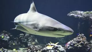 Los tiburones presentan las funciones ecológicas más bajas de los últimos 66 millones de años