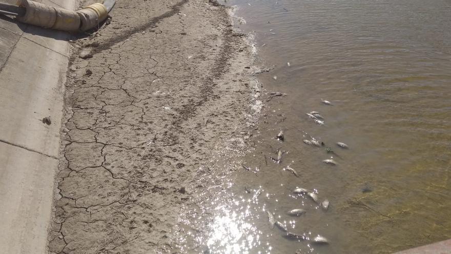 IU denuncia al Genil Cabra y a la Junta la muerte masiva de peces en Puente Genil