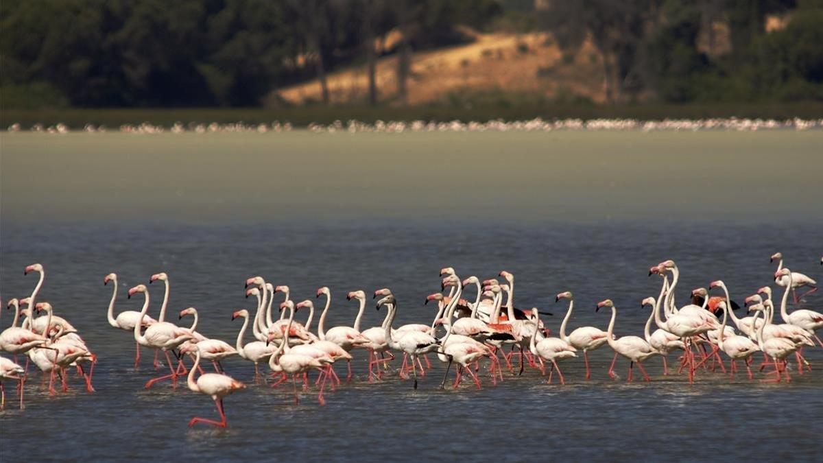 Flamencos en el Parque Nacional de Doñana.