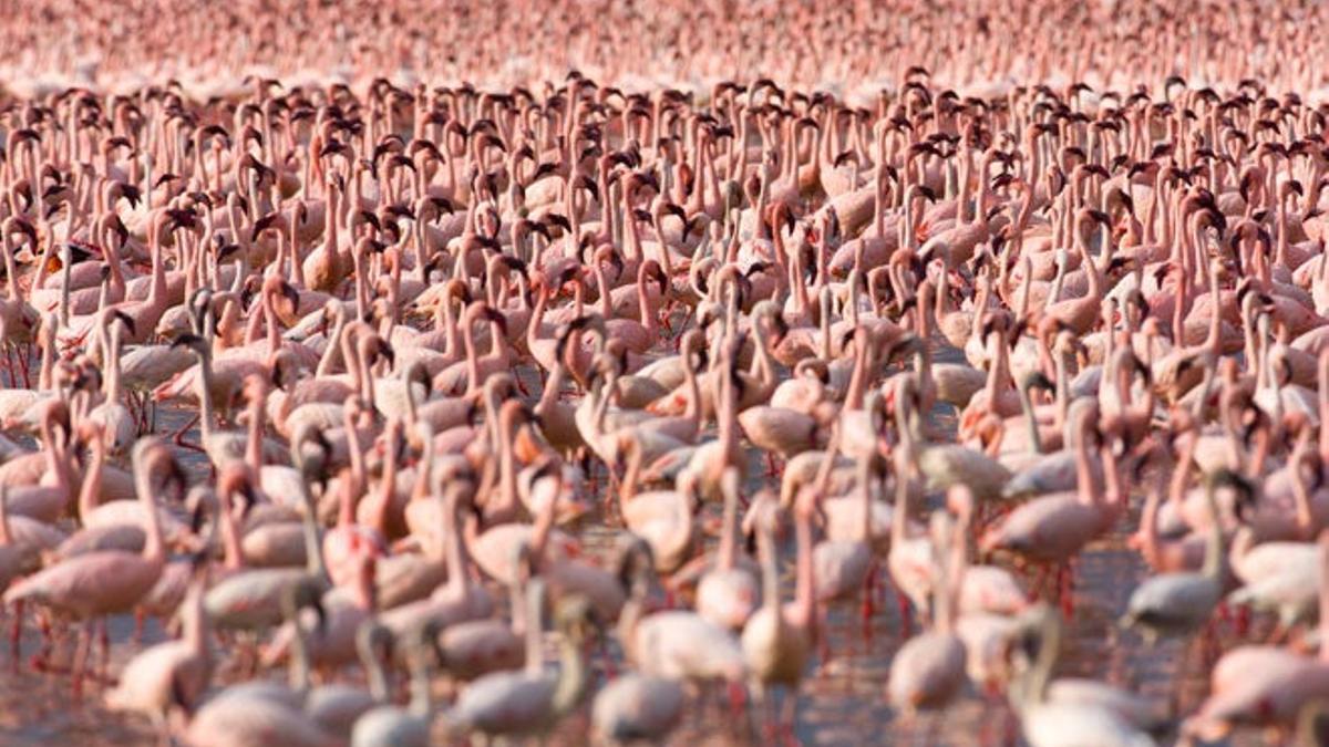 Descubriendo la África rosa, así es el espectáculo de los flamencos del Gran Valle del Rift