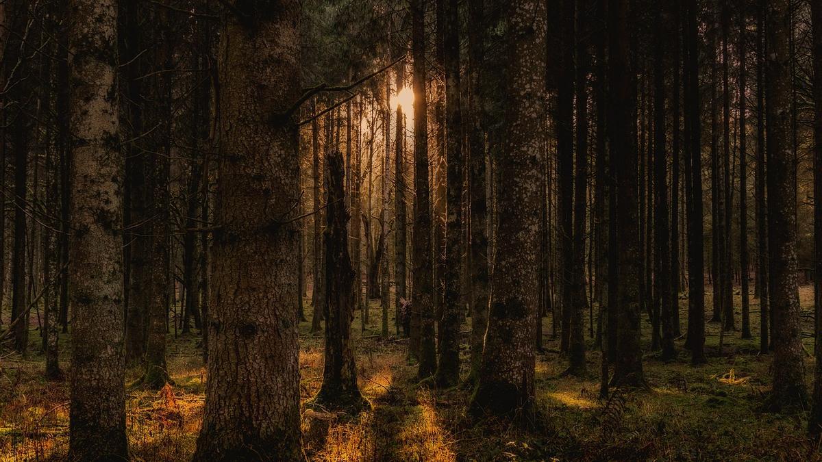 Los bosques podrían colaborar con los científicos en la detección de neutrinos.