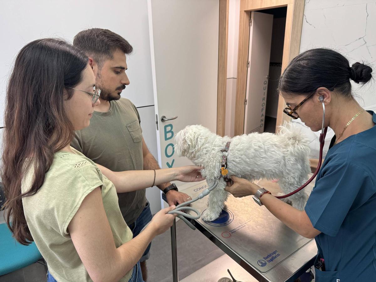 Revisión a un perro en la clínica Más Veterinaria.