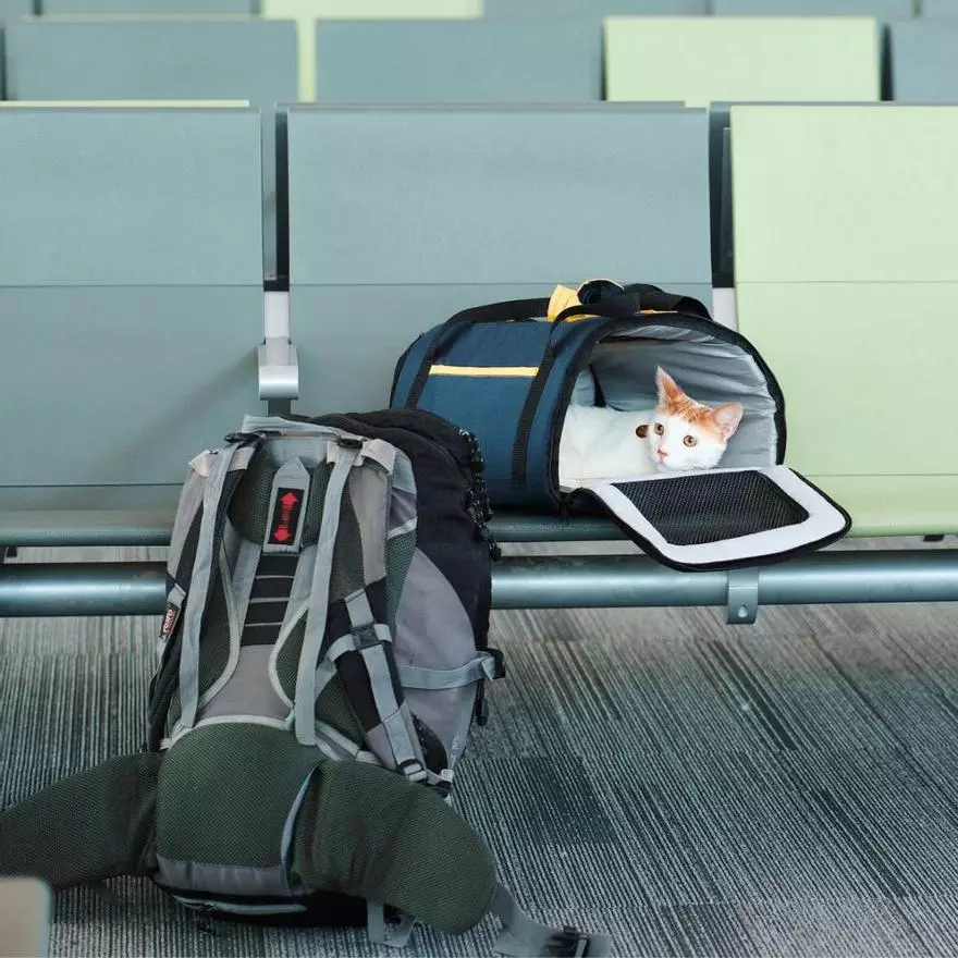 Borja Capponi, especialista en psicología canina, sobre viajar con mascotas: "Es importante no transmitir inquietud. Le puede dar un ataque al corazón"