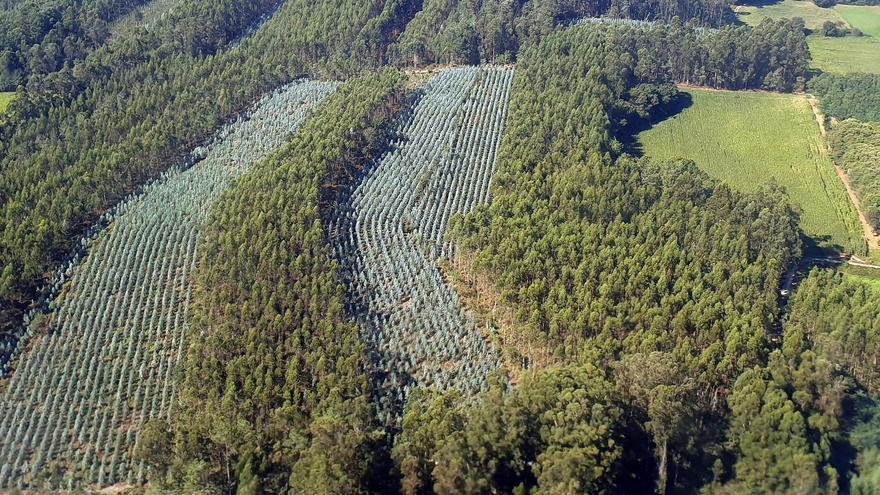 Eucaliptal en Galicia.