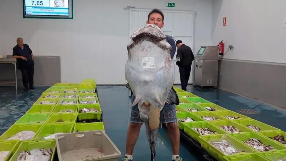 El rape gigante pescado por el «Ariño» en su época dorada.