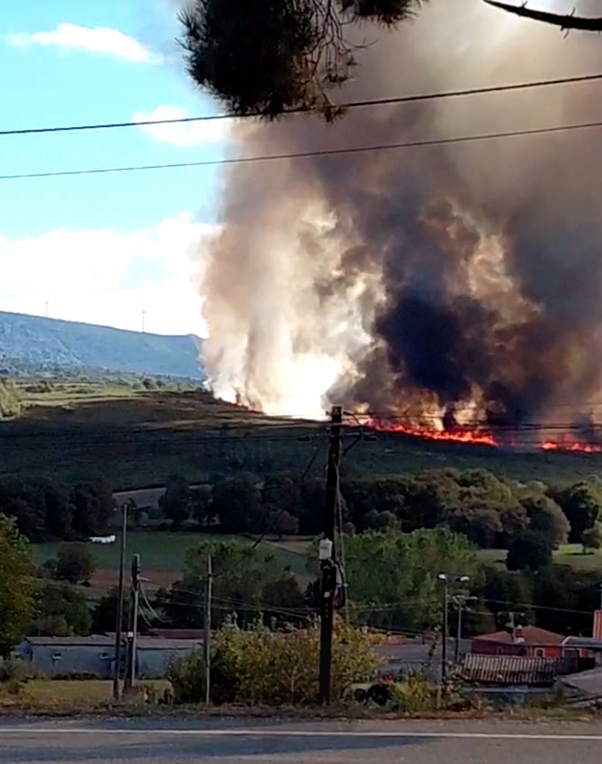 Llamas en una zona de monte.