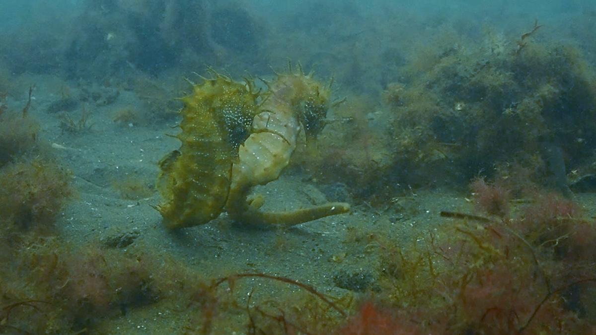 A parella de cabaliños de mar que anda a roldar o novo arrecife instalado polo Porto e o CSIC en Vigo.