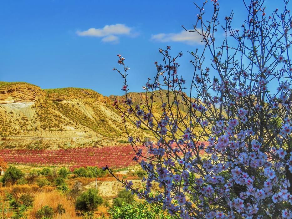 Y llegó la Floración, un manto de colores