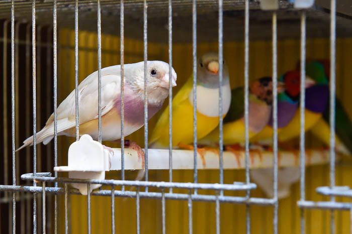 Pedro y sus pájaros diamante