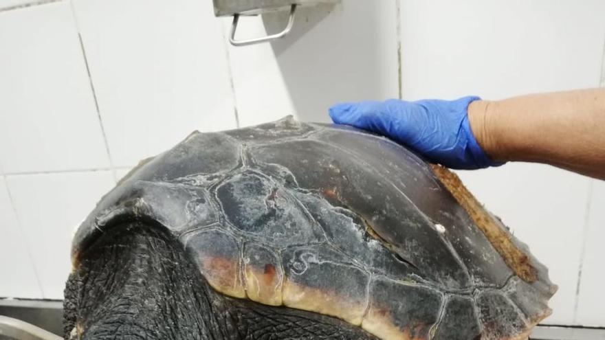 Rescatan una tortuga con una aleta atrapada por plásticos