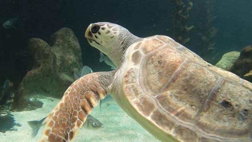 Acogen a una tortuga con daños irreversibles por la hélice de un barco