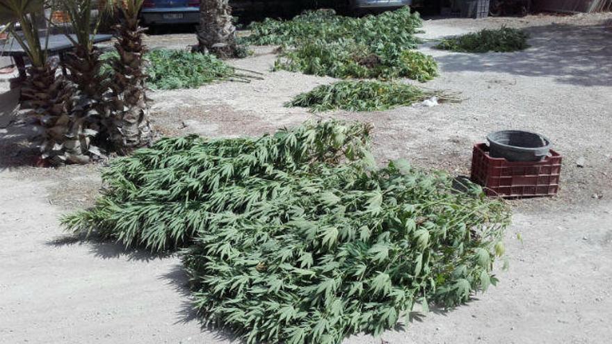 Las plantas de marihuana que se encontraban en la finca