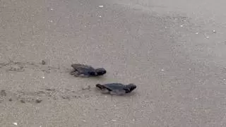 El último descubrimiento de la UA: los galápagos más antiguos de la Península