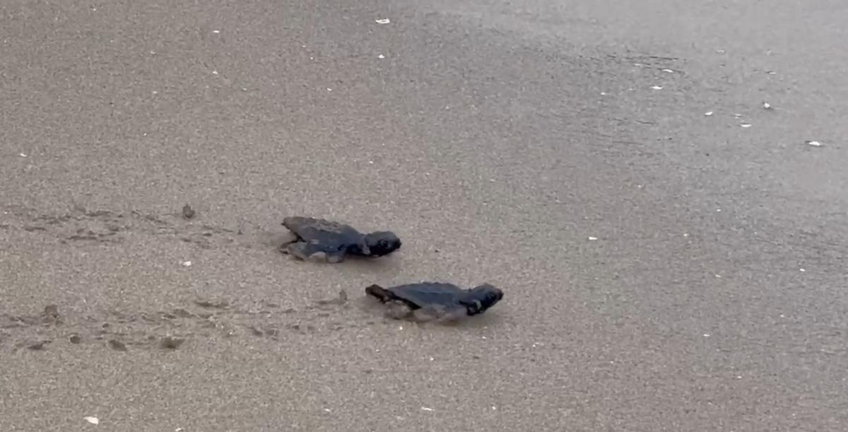Sueltan a 14 tortugas en la playa del Carabassí