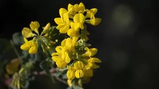 La planta con preciosas flores amarillas que perfumará tu hogar toda la primavera