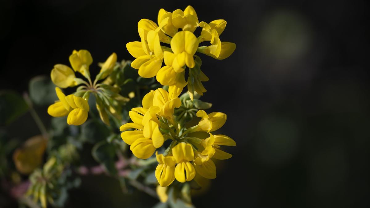 La coronilla tiene unas bonita y fragantes flores amarillas