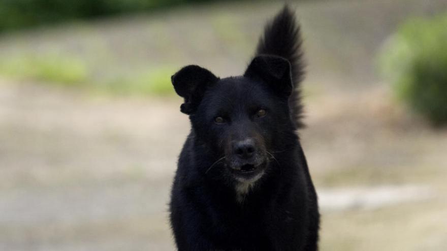 Un perro guardián. // M. López