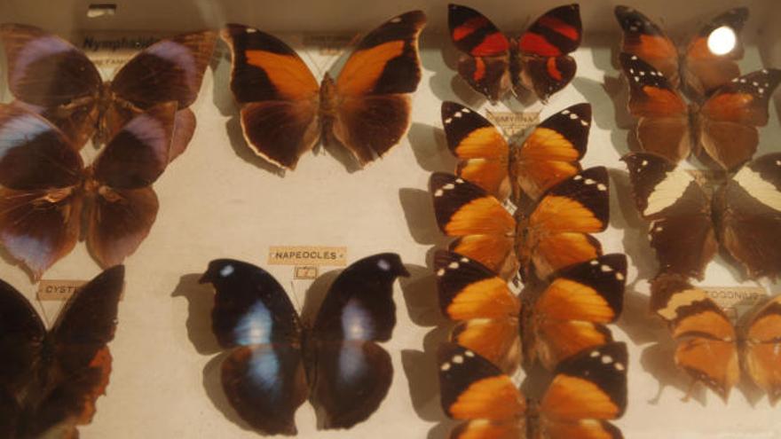 Museo Valenciano de Historia Natural. Fundación entomológica Torres Sala.