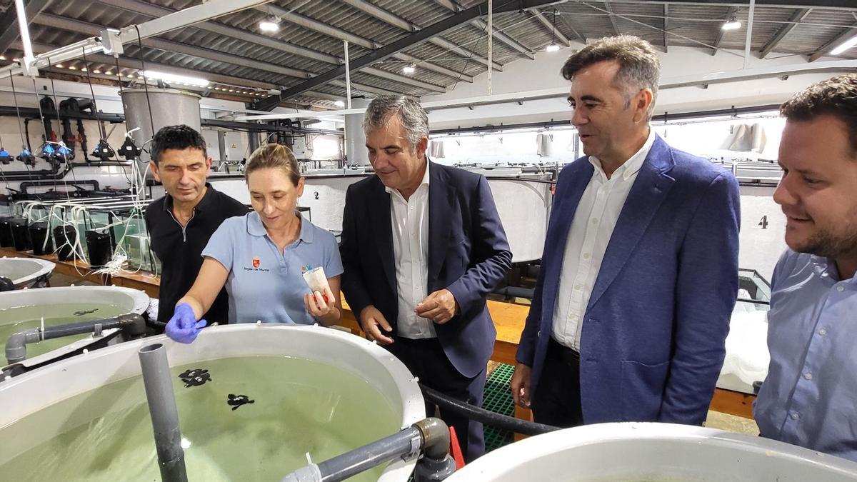 El consejero de Medio Ambiente, Universidades, Investigación y Mar Menor, Juan María Vázquez, junto al alcalde de San Pedro del Pinatar, Pedro Javier Sánchez, visita la instalación del IMIDA donde ya se encuentran los 47 ejemplares de tortuga boba que se sumarán al programa 'headstarting'.