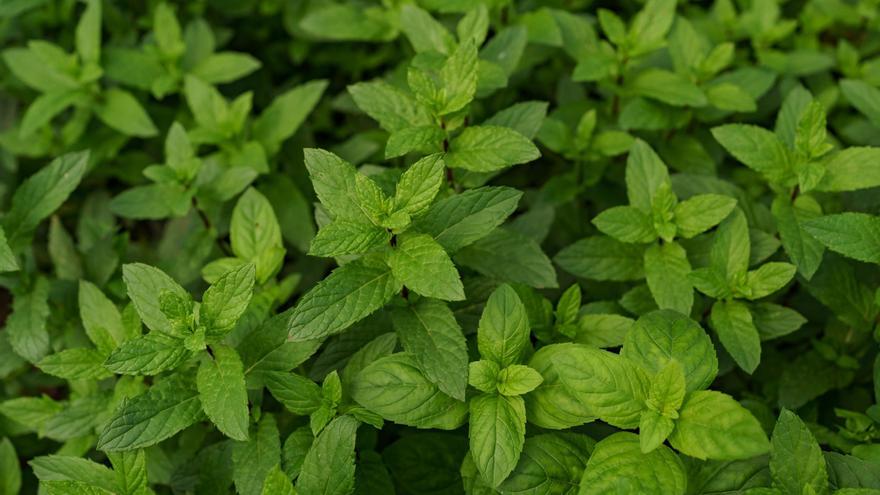 El truc de la fulla de menta abans de dormir: cada cop ho fa més gent