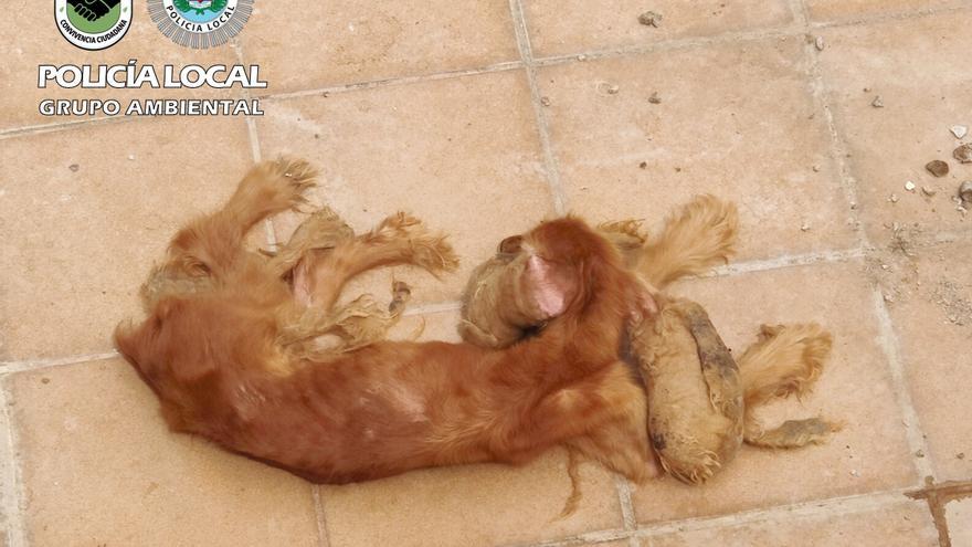 Un año de prisión a un vecino de Las Palmas de Gran Canaria por maltratar a su perro