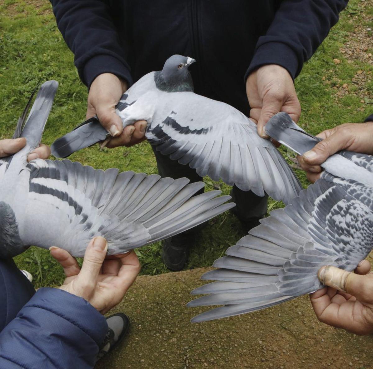 Siegertaube Laia. Das breite Gefieder hat die Langfliegerin von ihren Eltern. | FOTO: BENDGENS