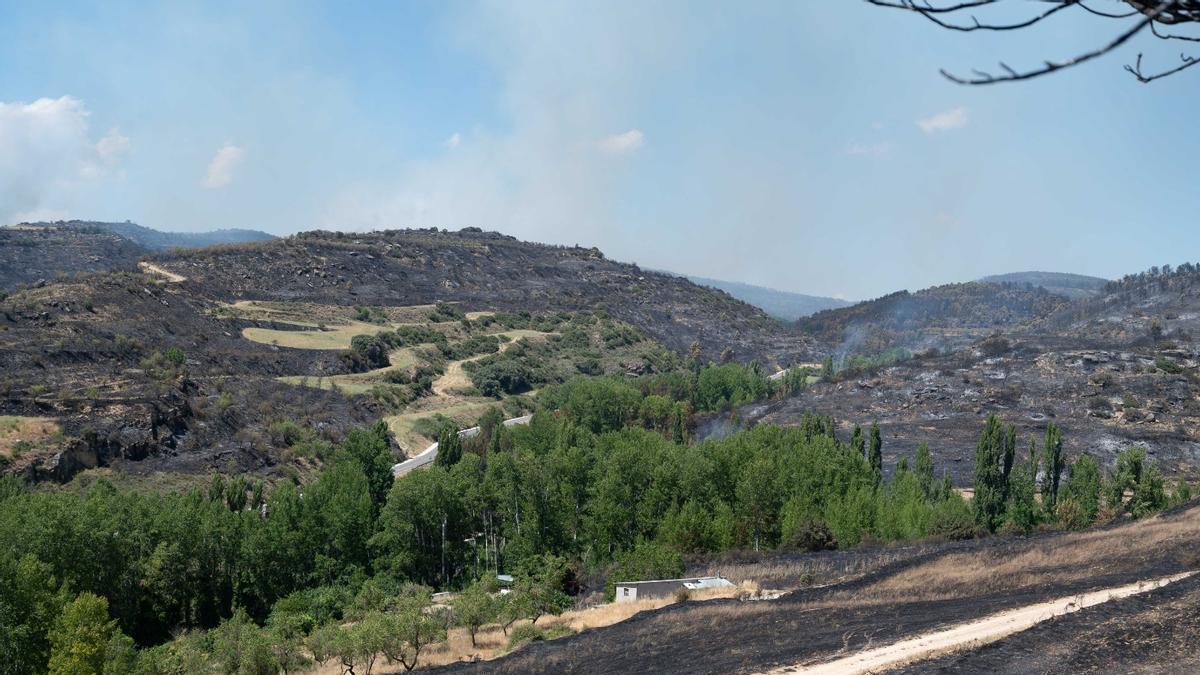 Una zona boscosa en medio de los montes quemados de las Cinco Villas, este verano.