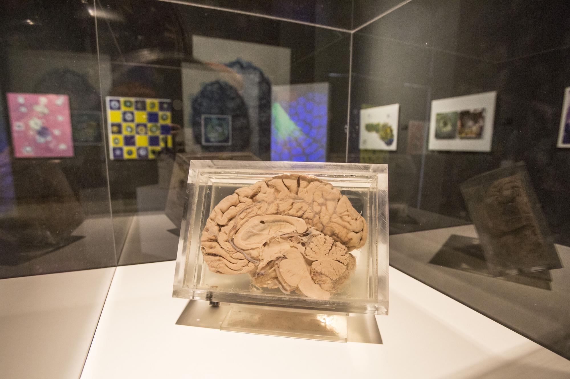 Luis Miguel Gutiérrez inaugura el viernes en la Lonja "Orígenes: los colores y texturas desde el Big Bang al Cerebro"